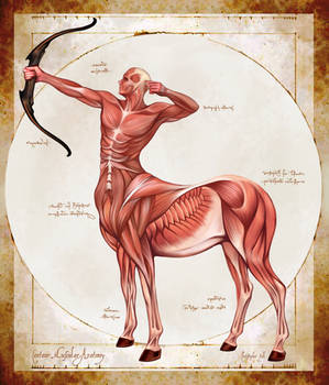 Centaur Muscular Anatomy
