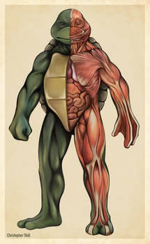 Teenage Mutant Ninja Turtle Anatomy Deconstruction