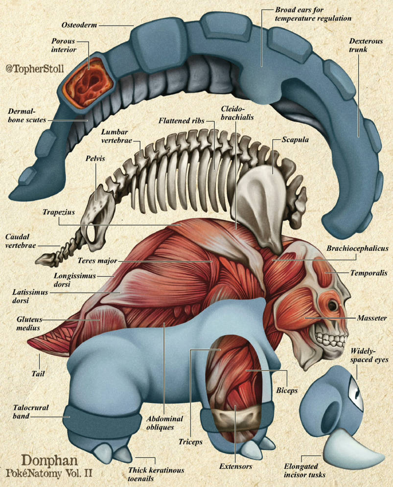 Donphan Anatomy - Pokemon Biology and Science by Christopher-Stoll on ...