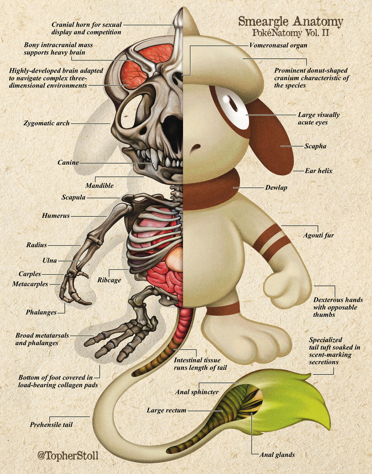 Smarge Pokemon Smeargle