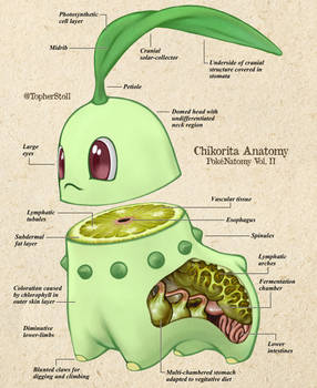 Chikorita - PokeNatomy Biology Illustration