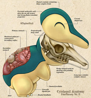 Cyndaquil - PokeNatomy Biology Illustration