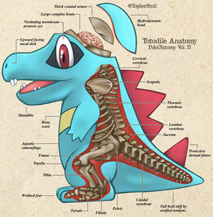Totodile - PokeNatomy Biology Illustration