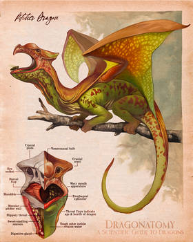 Pitcher Dragon - Dragonatomy