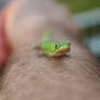 Friendly Gecko