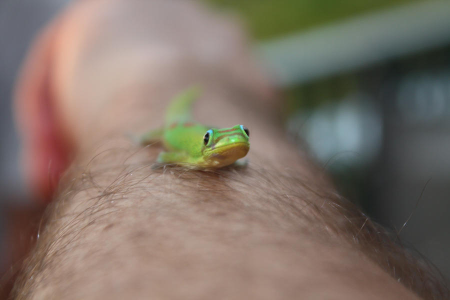 Friendly Gecko