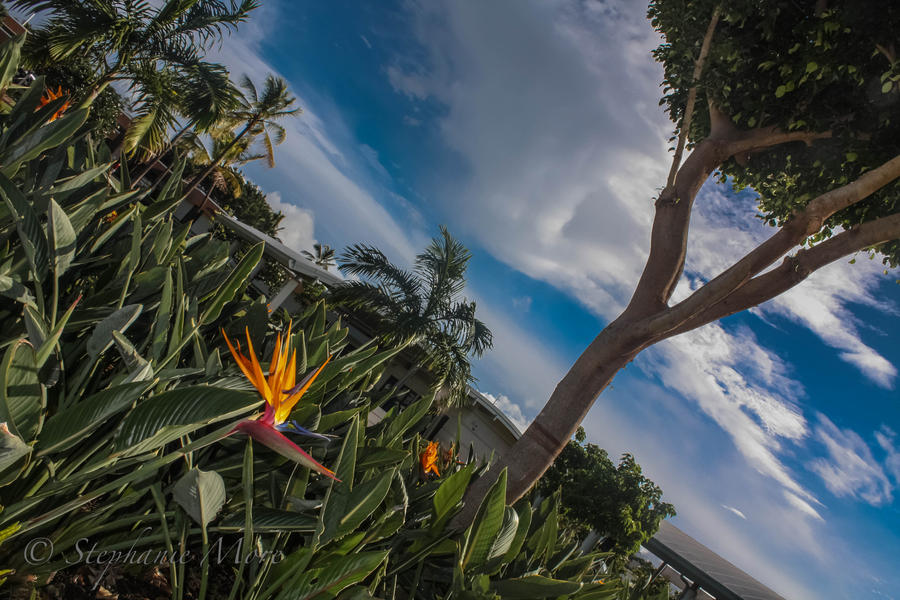 Beauty at Pearl Harbour