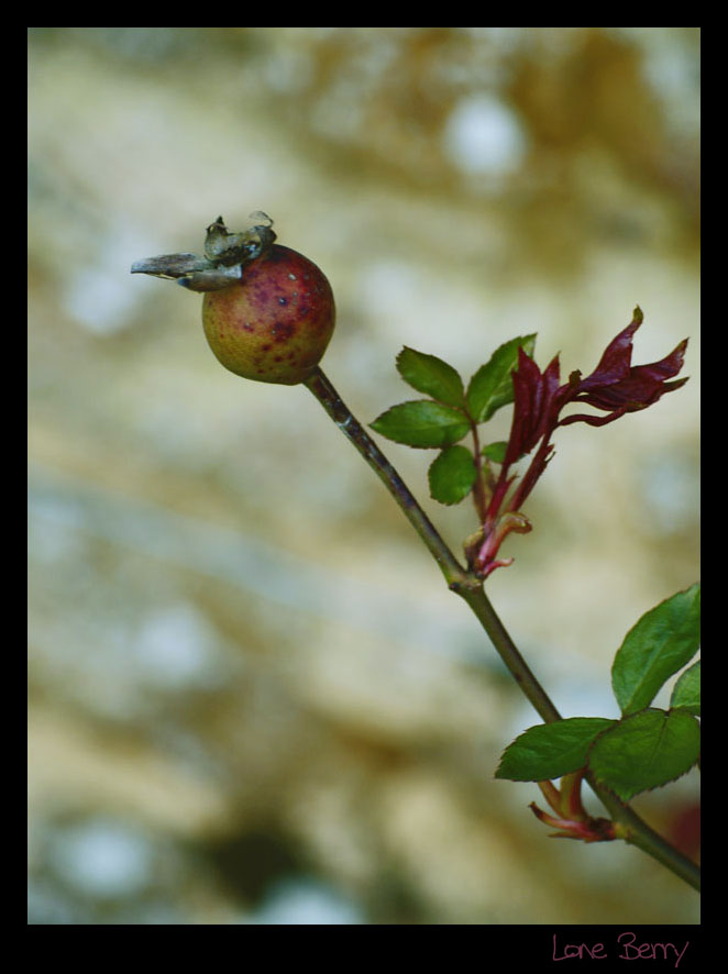 Lone Berry