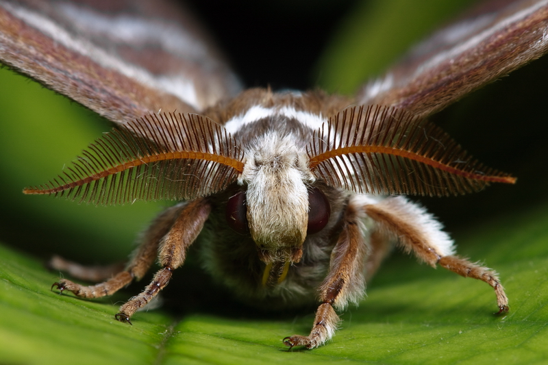 Moth's head II