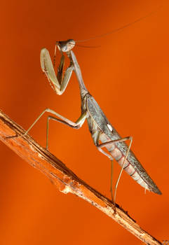 Sphodromantis