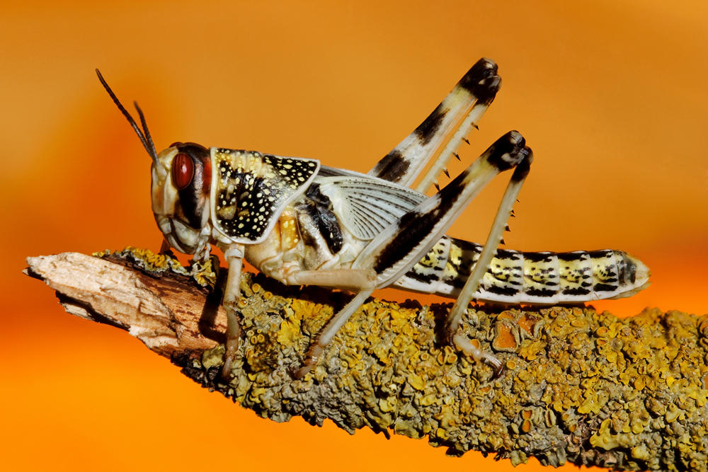 Locust Aztec Desert locust by VeVe-350Z on DeviantArt