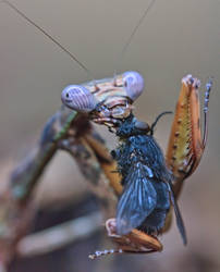 Deadly Kiss