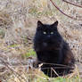 Black Cat!
