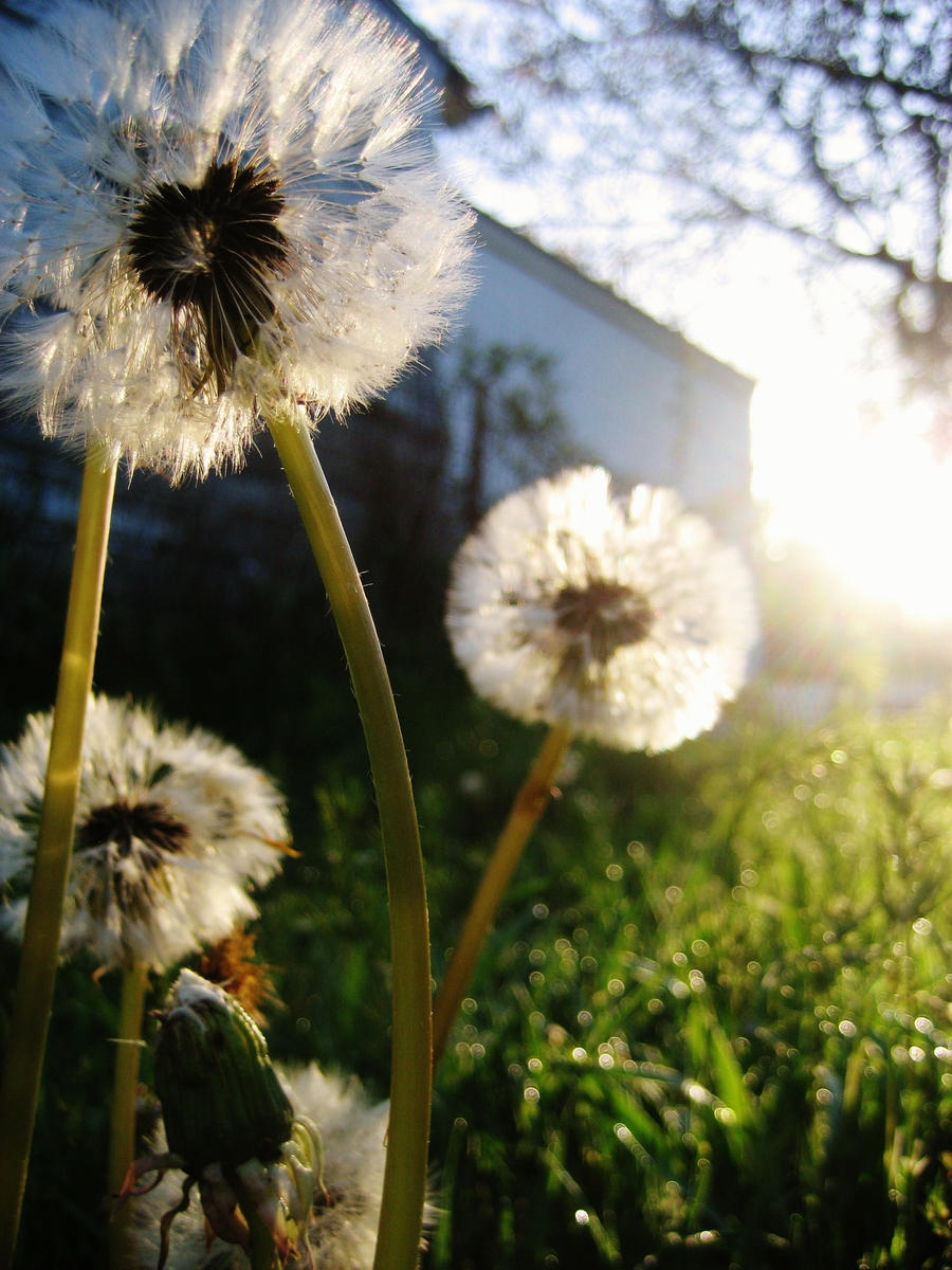 Dandelions