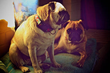 Pugs of Fire