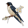 Barn Swallow