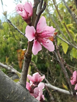 Flor de Durazno