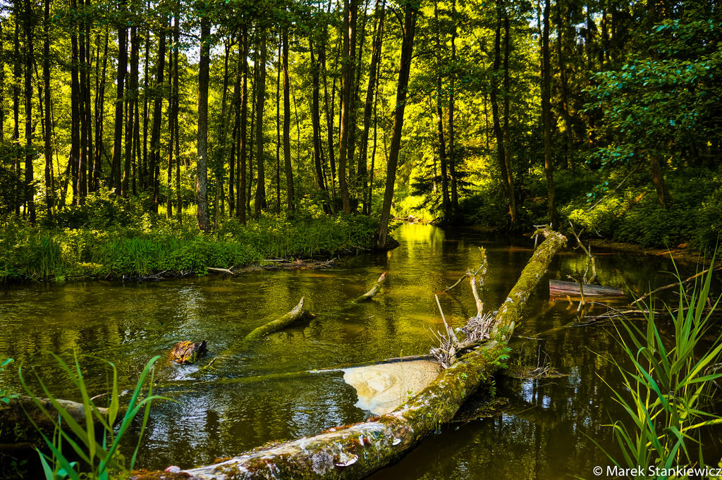 Rospuda River