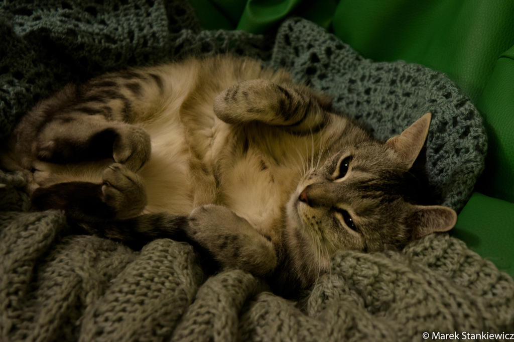 Awoken Cat Awoken by GreenShadow23 on DeviantArt