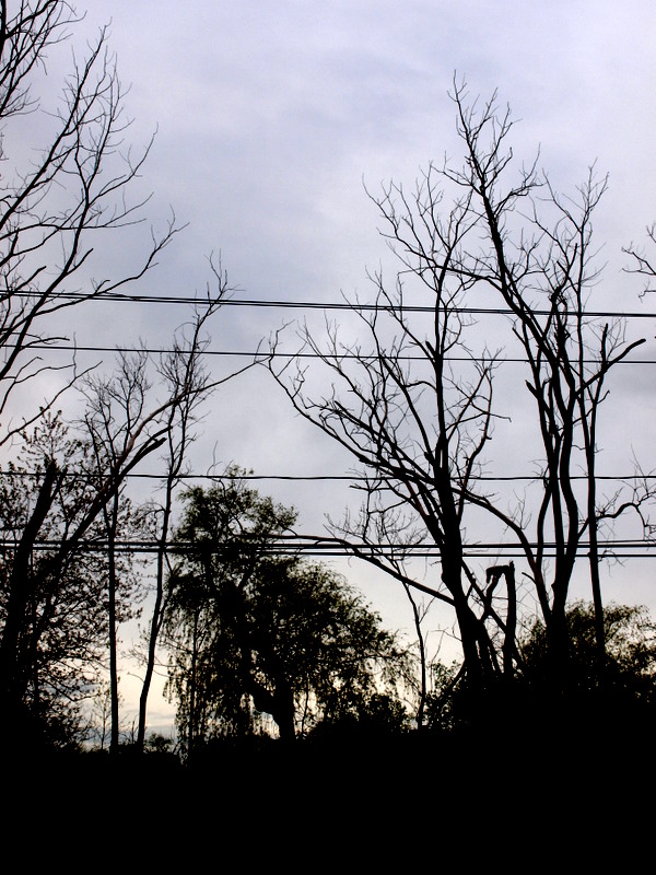 dark trees on a light horizon