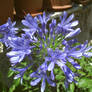 Agapanthus Blue