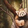 red panda in the tree