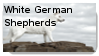 White German Shepherd Stamp by WildWarriorWolf