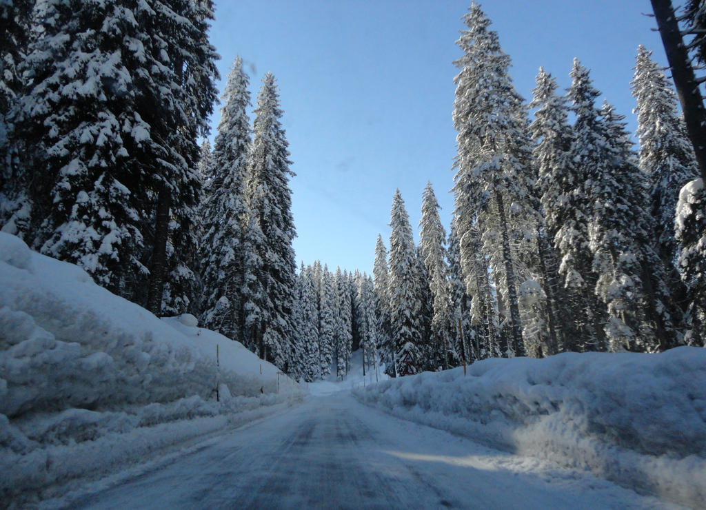 So much snow, some trees, one road