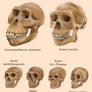 Human evolution skulls