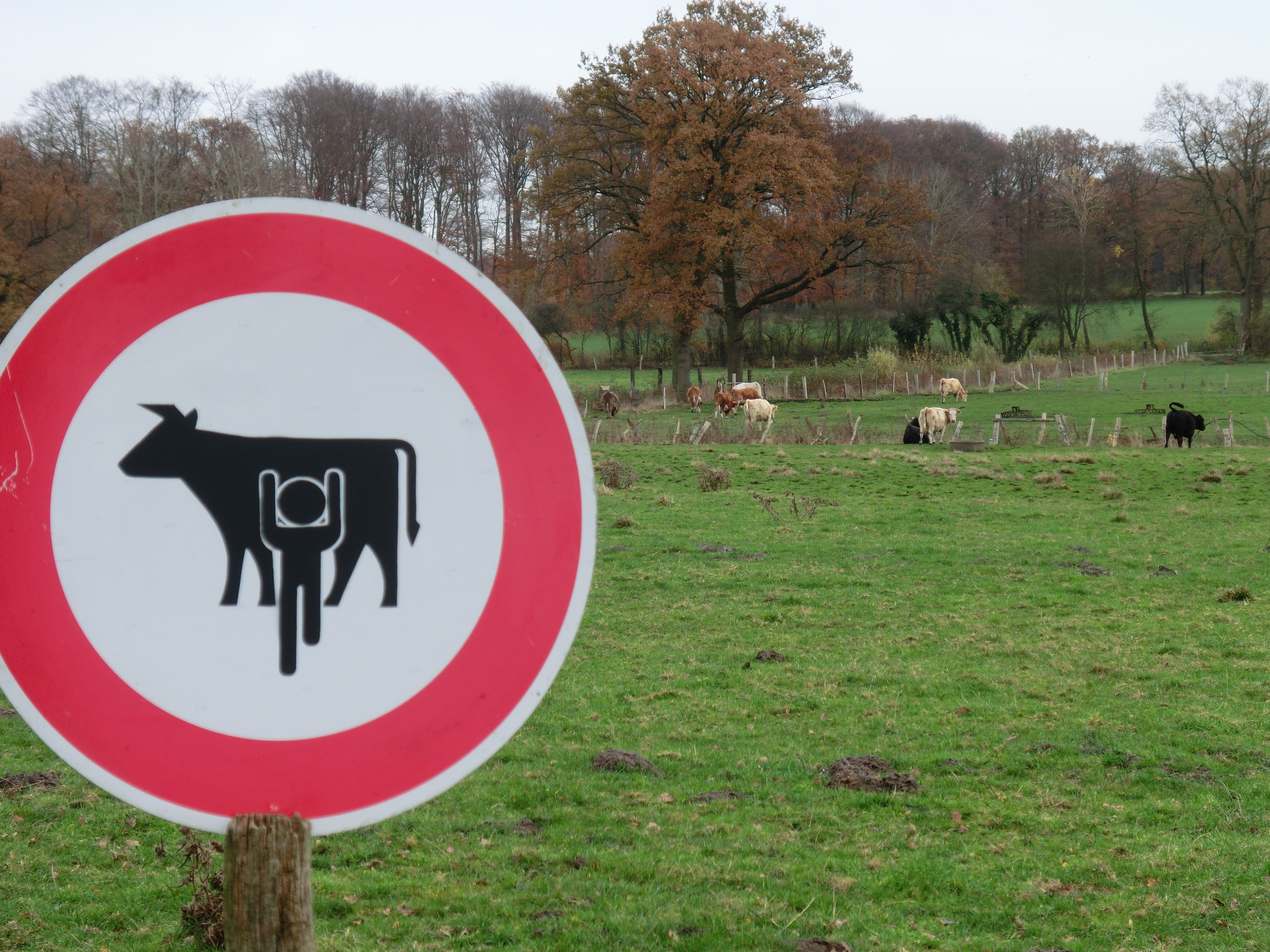 No Cow Tipping!