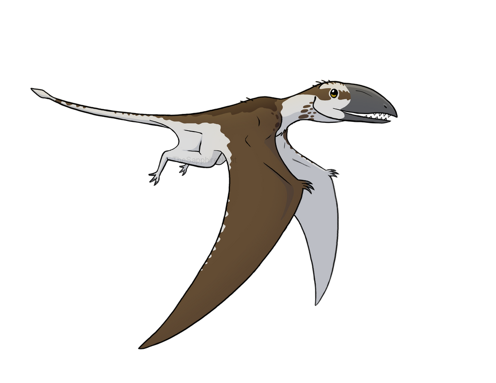 Dimorphodon by TheSapphireNight on DeviantArt