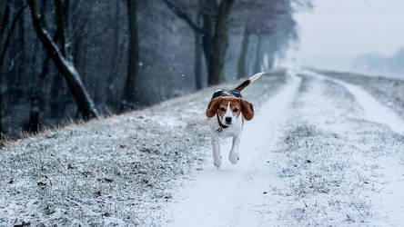 Beagle in the snow