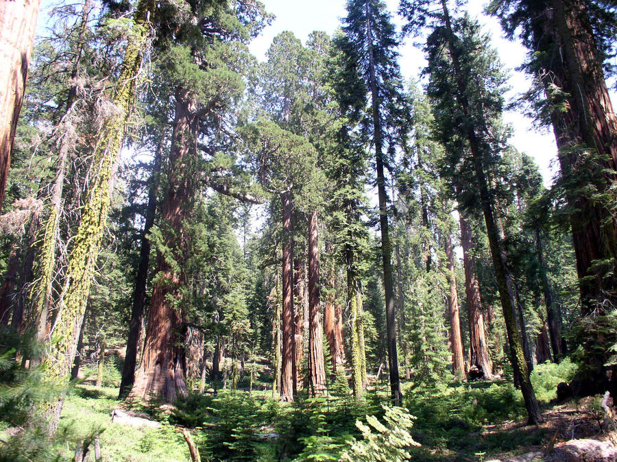 Sequoyas in Yosemite