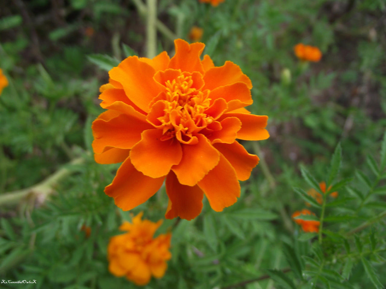 Marigold