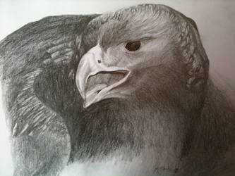 Golden Eagle Sketch