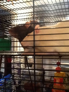 My rats ... They are so cool