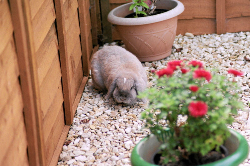 35 MM Rabbit by ajb-2k3 on DeviantArt