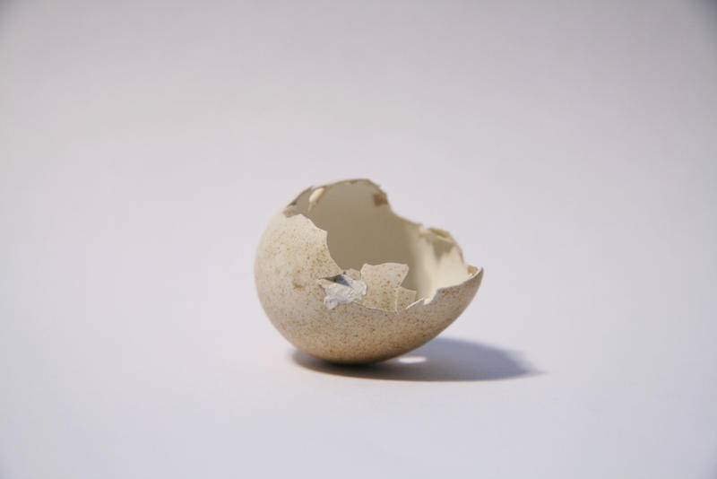 Birds Egg01