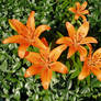 Day Lilies in the old rotten Stump!