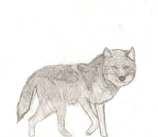 Grey Wolf