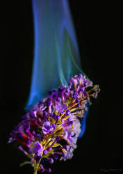 Burning Flower