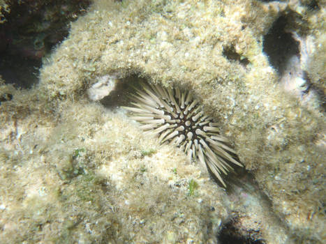 Sea Urchin