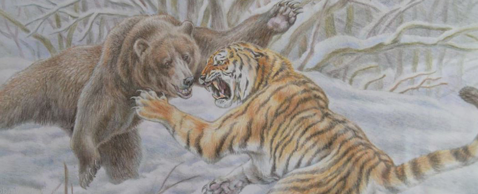 Bear Vs Tiger Fight By Mohamme On DeviantArt bear-vs-tiger-fight-by-mohamme-on-deviantart