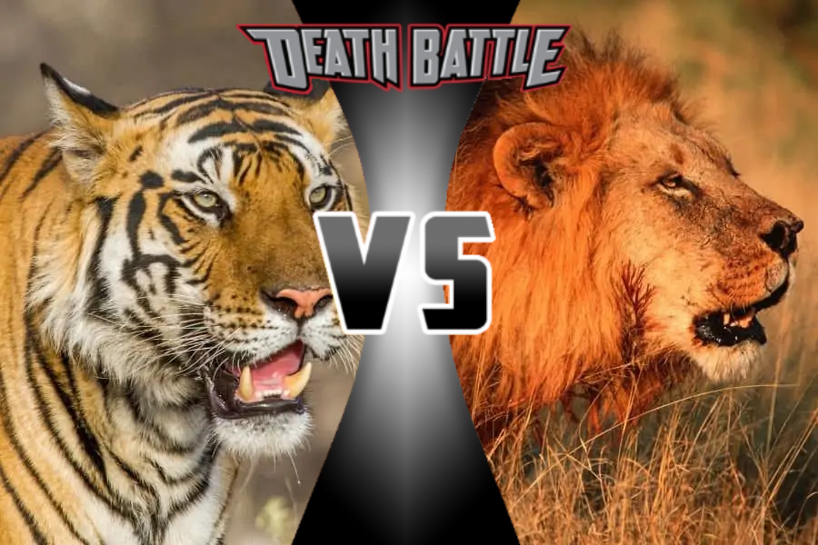 Siberian Tiger and Bengal Tiger vs 2 African Lions - Battles - Comic Vine