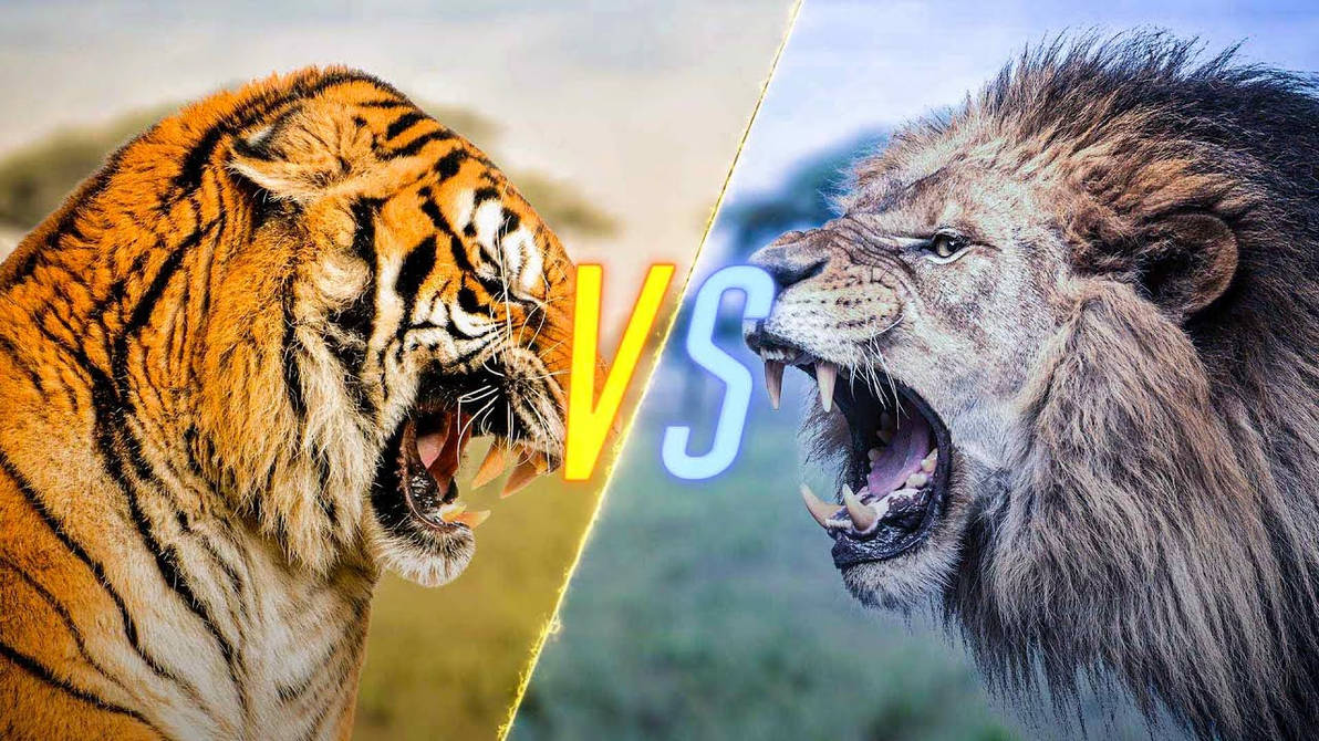 Tiger Vs Lion Remake By Mohamme On DeviantArt tiger-vs-lion-remake-by-mohamme-on-deviantart