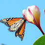 Monarch Butterfly - Re-upload