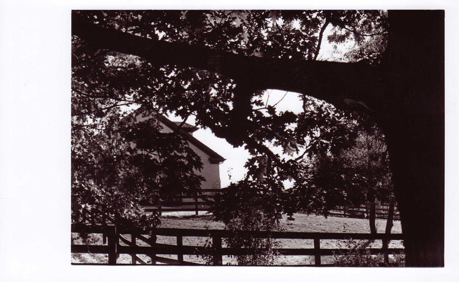 Barn through the trees