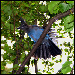 Blue Cardinal