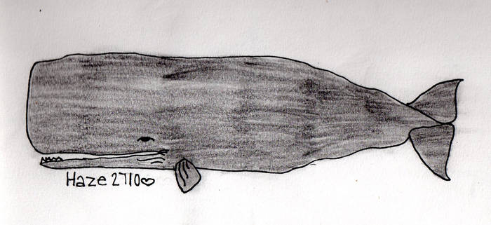 Sperm whale