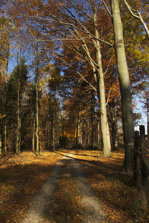 30 October in Forest